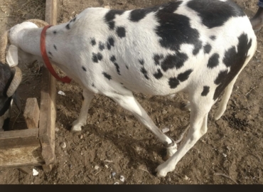 Spéciale Tabaski arrivage moutons