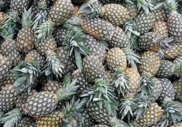 VENTE D’ANANAS