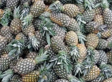 VENTE D’ANANAS