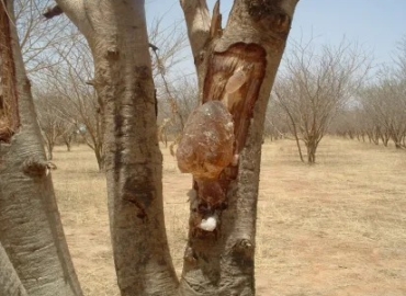 VENTE DEDE GOMME ARABIQUE