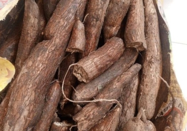 VENTE DE MANIOC