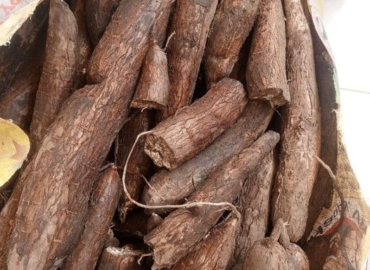 VENTE DE MANIOC