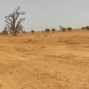 MARIE IMMO : parcelles à vendre à Diass