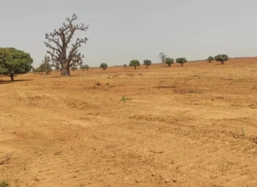 MARIE IMMO : parcelles à vendre à Diass