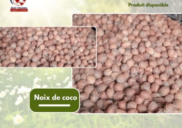 VENTE  DE NOIX DE COCO