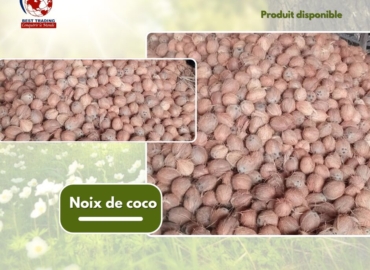 VENTE  DE NOIX DE COCO