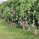 MARIE IMMO : champs à vendre