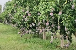 MARIE IMMO : champs à vendre