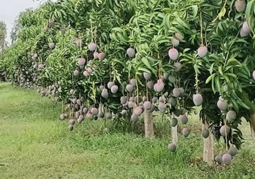 MARIE IMMO : champs à vendre