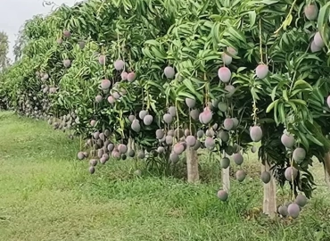 MARIE IMMO : champs à vendre