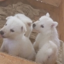 Chiots berger blanc suisse