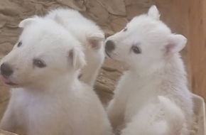 Chiots berger blanc suisse