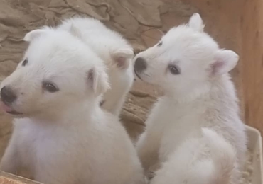 Chiots berger blanc suisse