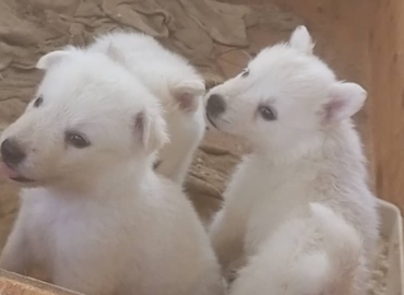 Chiots berger blanc suisse