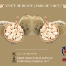 VENTE DE PAIN DE SINGE ( BOUYE )