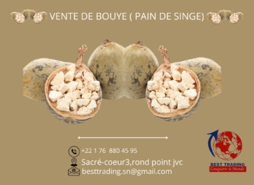 VENTE DE PAIN DE SINGE ( BOUYE )