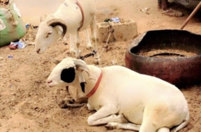 Wadial tabaski : moutons à vendre