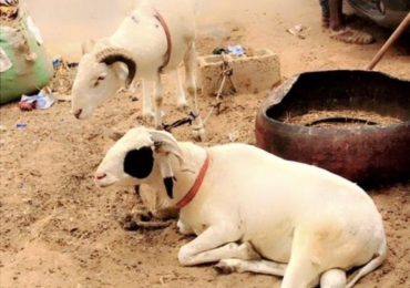 Wadial tabaski : moutons à vendre