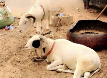 Wadial tabaski : moutons à vendre