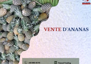 VENTE D’ANANAS