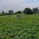 Marie IMMO: terrain à Rafou Ndayanne
