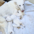 Chiots bergers Suisse blanc