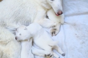 Chiots bergers Suisse blanc