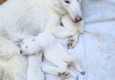 Chiots bergers Suisse blanc