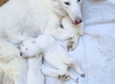 Chiots bergers Suisse blanc