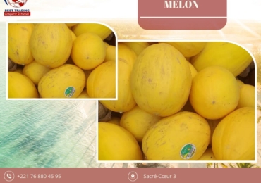 VENTE DE MELON