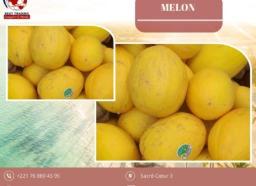 VENTE DE MELON