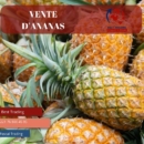 VENTE D’ANANAS