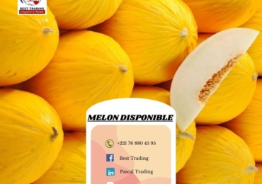 VENTE DE MELON